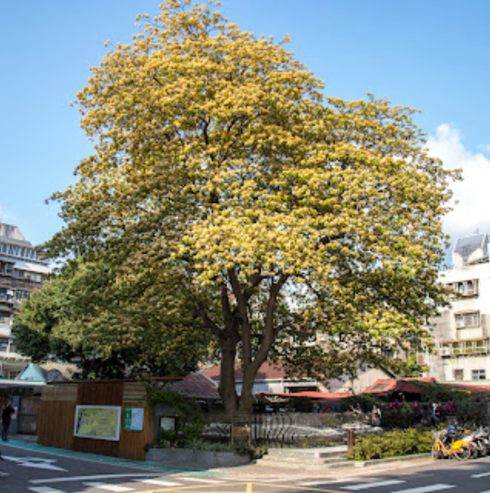 跟著老樹去旅行-羅加林魚木在台北