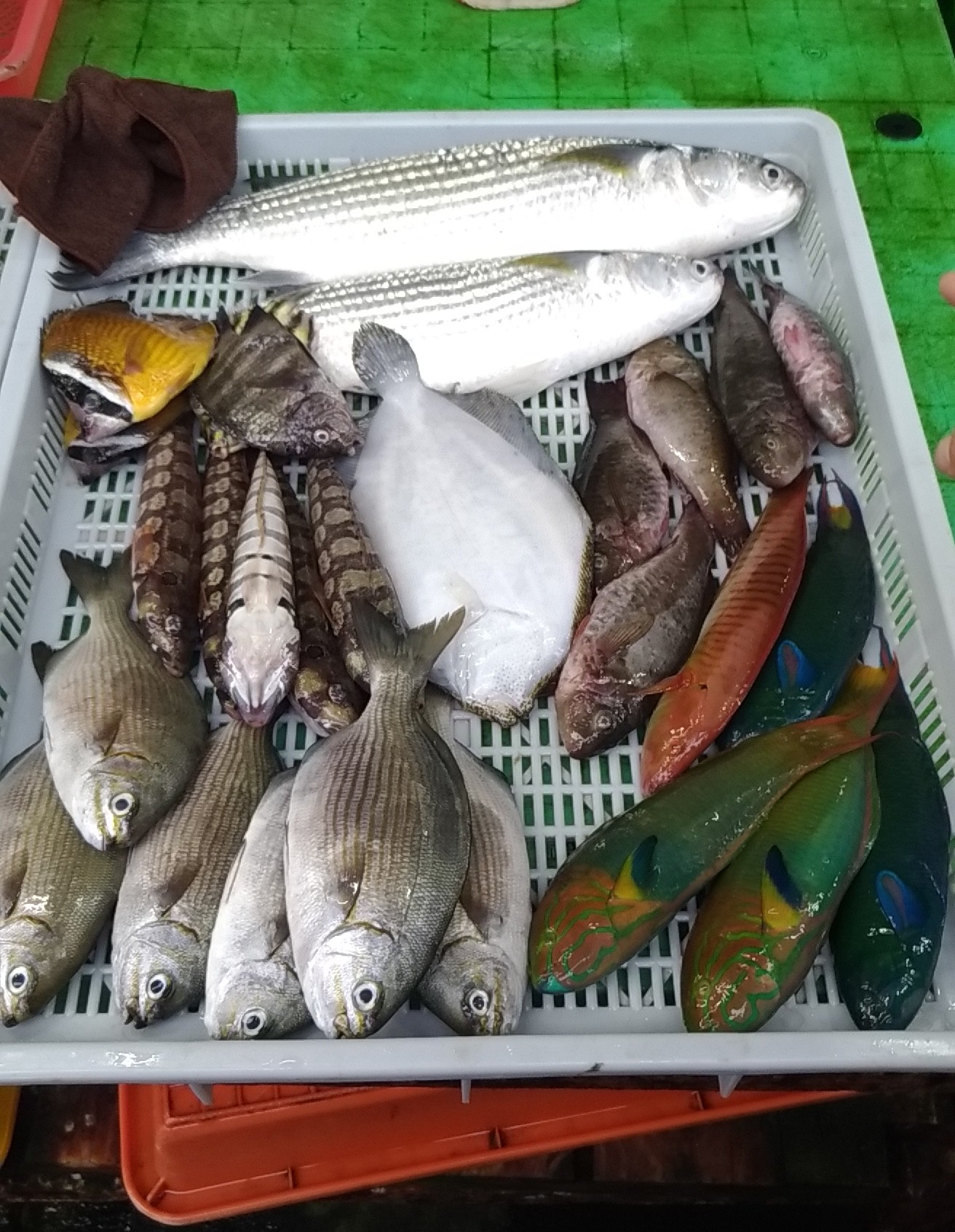 戀戀臺灣