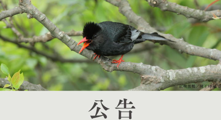 戀戀臺灣