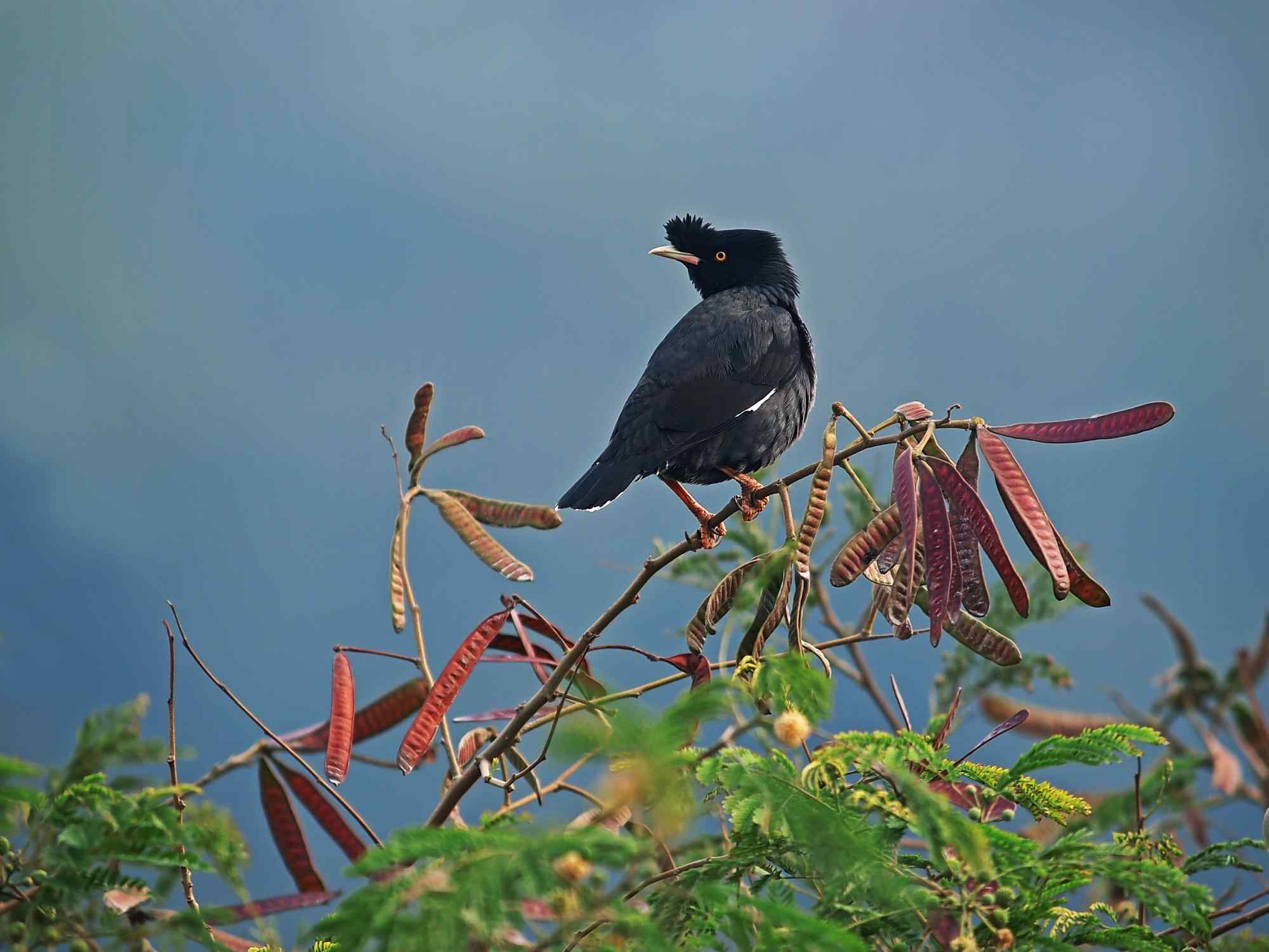 2024第26屆臺北國際賞鳥博覽會「寶島鳥鄰居Neighbirdhood」