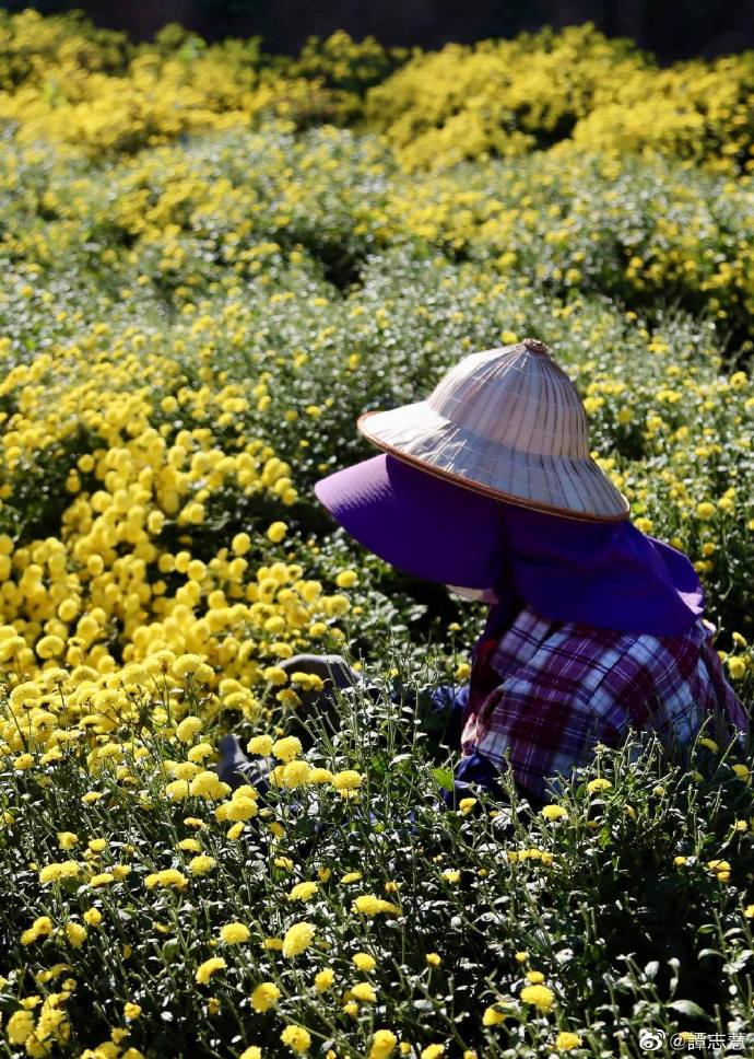李與譚 談俚語:介紹臺灣有趣的俗諺「憨猴揹石頭」