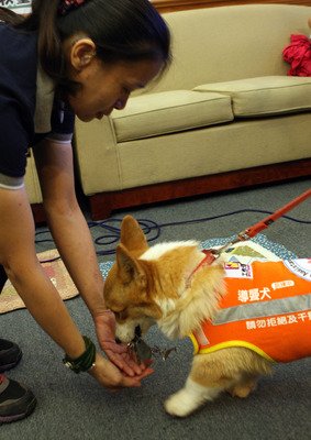 導聾犬缺法律保障 民間團體盼修法