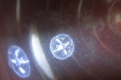 桃花水母現蹤浙江義烏 比恐龍還古老