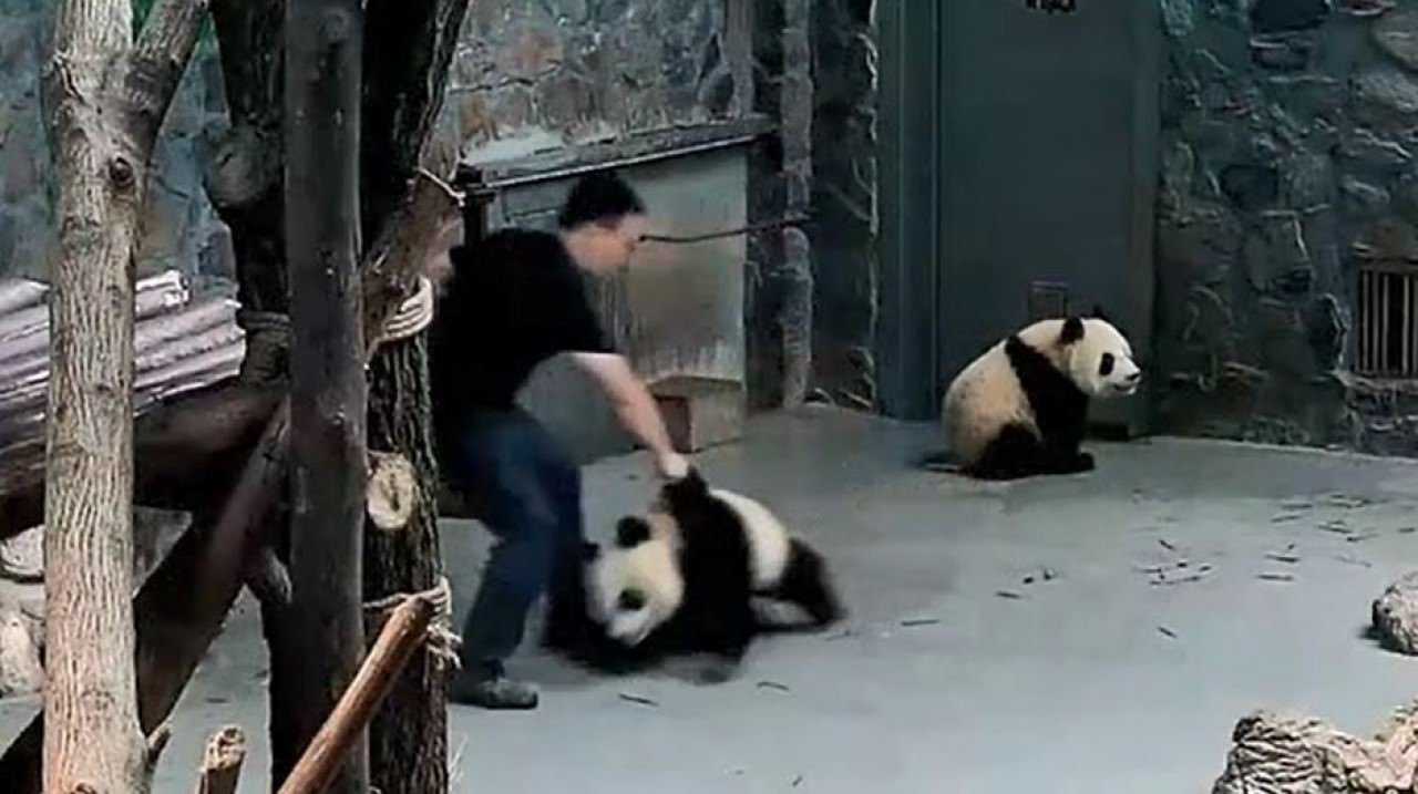 奶爸摔拖貓熊寶寶 中國官方被轟到忙澄清