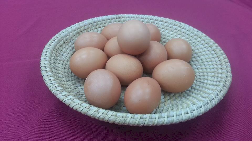 芬普尼蛋食安風暴 比利時估損失逾7億