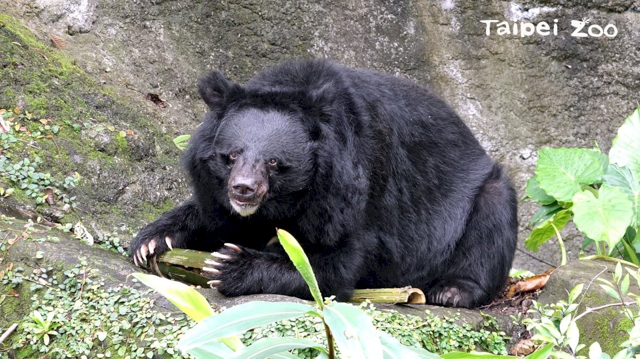 動物園黑熊森林歷險記 即日起報名