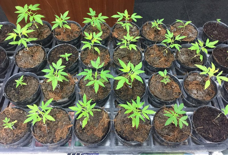 緬甸鴉片栽種大減 但亞洲合成毒品遽增