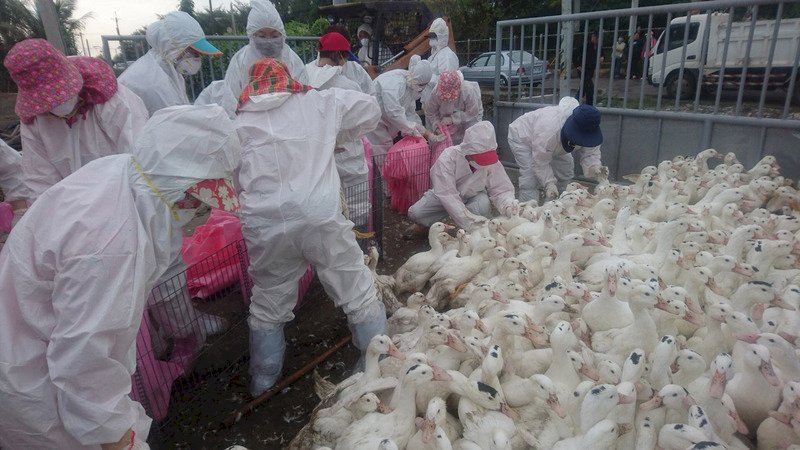 雲林第四起 鴨場染H5N2禽流感