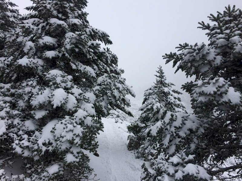 雪山積雪30公分 合歡山周末掀追雪