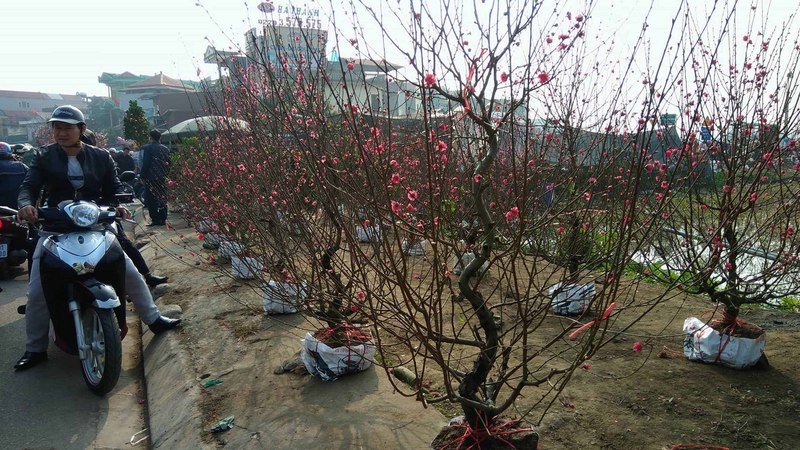 越南鄉下春節花市熱鬧 人潮湧現桃花綻放