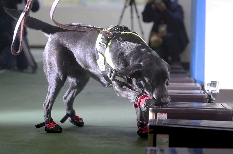 偵爆軍犬福利好3間套房輪替用