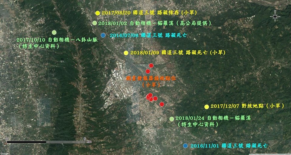 石虎小草路死警惕 河床建構安全生態廊道