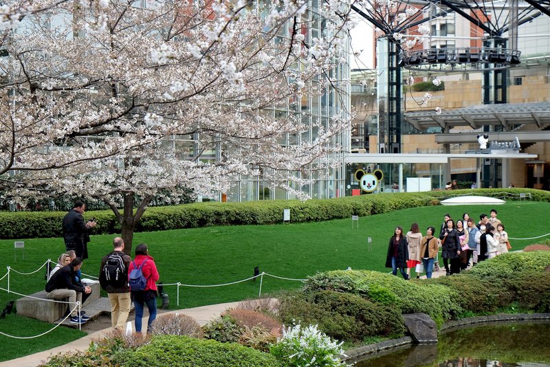 日本東京櫻花盛開 較往年提早10天