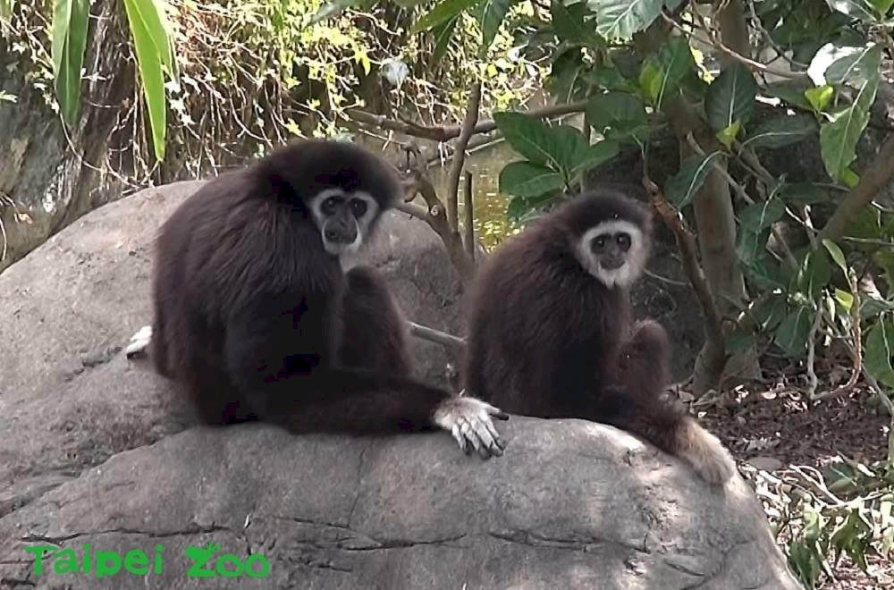 動物界模範父親 白手長臂猿爸爸阿寶