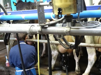 最牛監獄 瑞典受刑人擠牛乳改過遷善