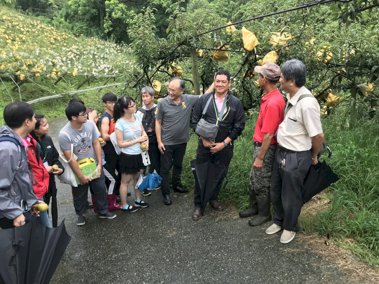 泰國果農防蟲害 超愛用台灣水果套袋