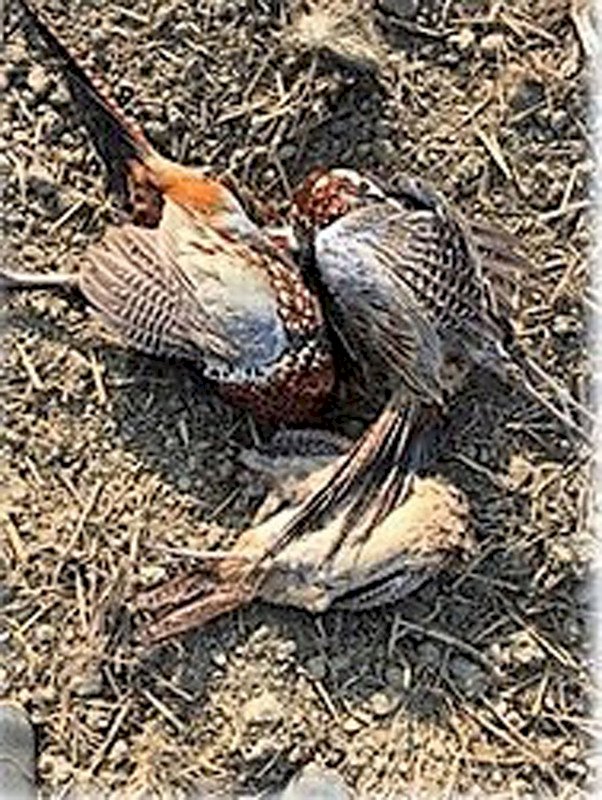 黑鳶被毒殺 屏科大論文登國際猛禽期刊