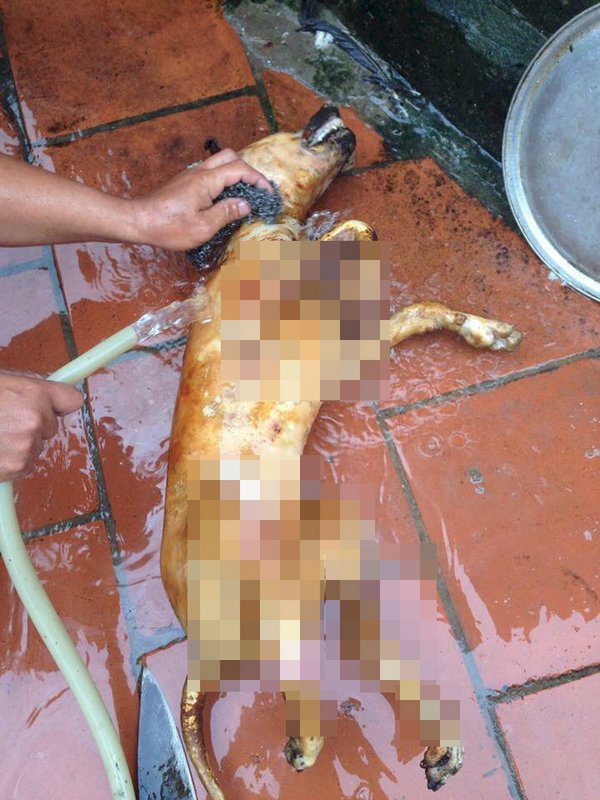 河內擬2021年起禁買賣狗肉 盼改善形象