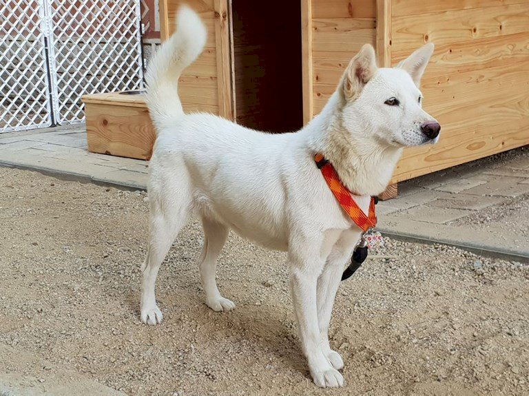 金正恩贈送豐山犬 南韓前總統考慮放棄飼養