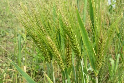 乾旱與戰亂 敘小麥產量創30年新低