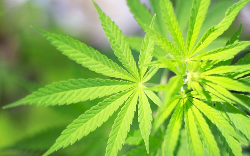 大麻即將合法化 加拿大做最後準備