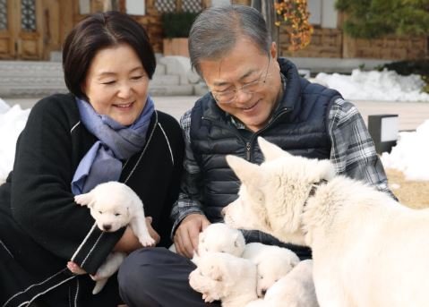 金正恩贈文在寅豐山犬&nbsp; 在南韓生下一窩小狗
