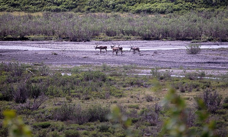 北極暖化速度加倍 野生馴鹿數量減半
