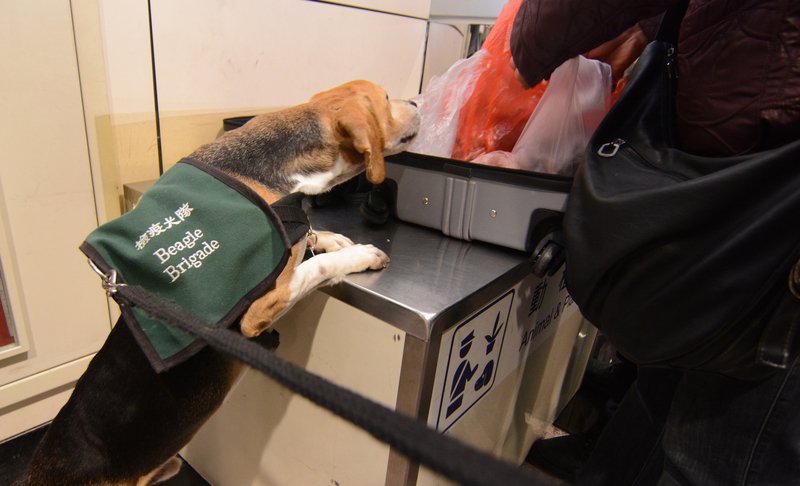 為何檢疫犬多是米格魯？一項重要的天性不能缺