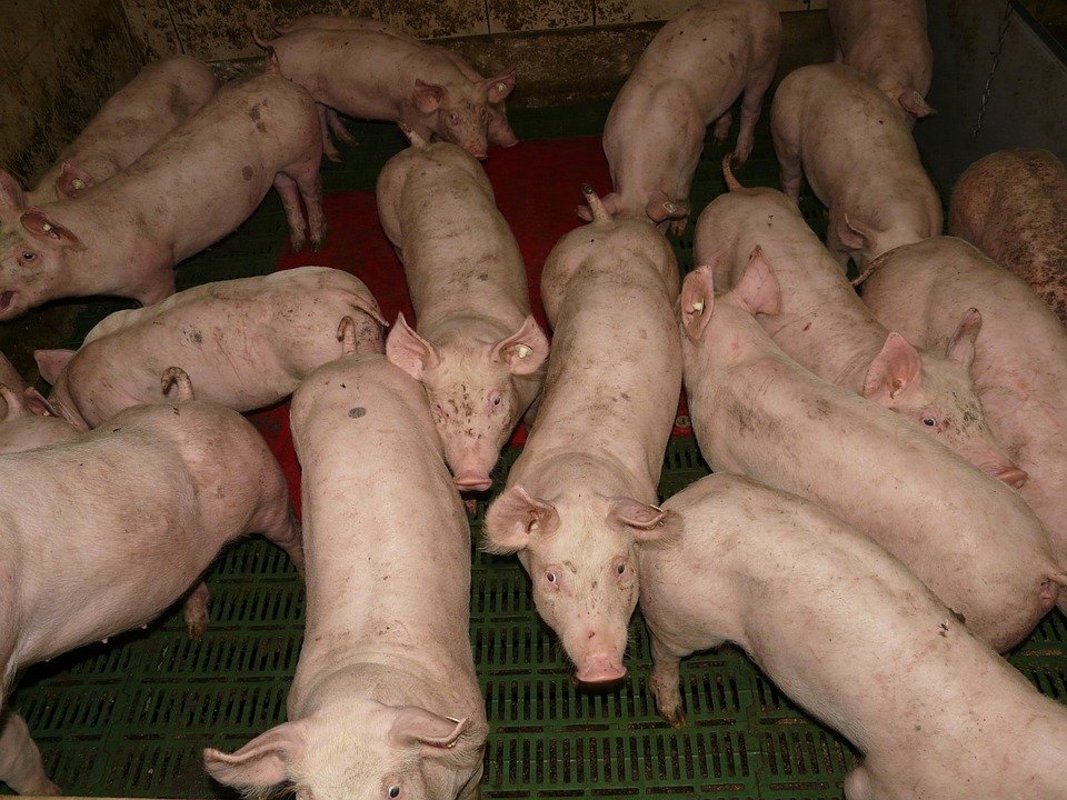 非洲豬瘟肆虐越南44省&nbsp;豬肉漲價2成影響民生