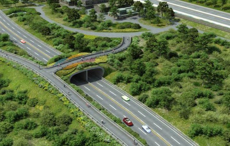 ◎淡北道路工程與水筆仔棲息地相距最近只有3公分！蓋道路，是解決塞車最好的辦法嗎？