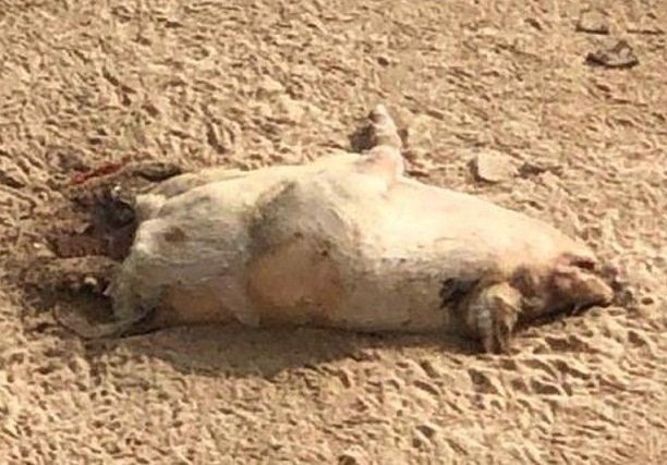 香港海灘豬屍 證實沒有非洲豬瘟病毒