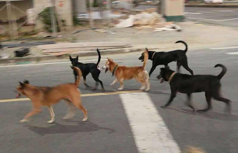 台灣流浪動物問題