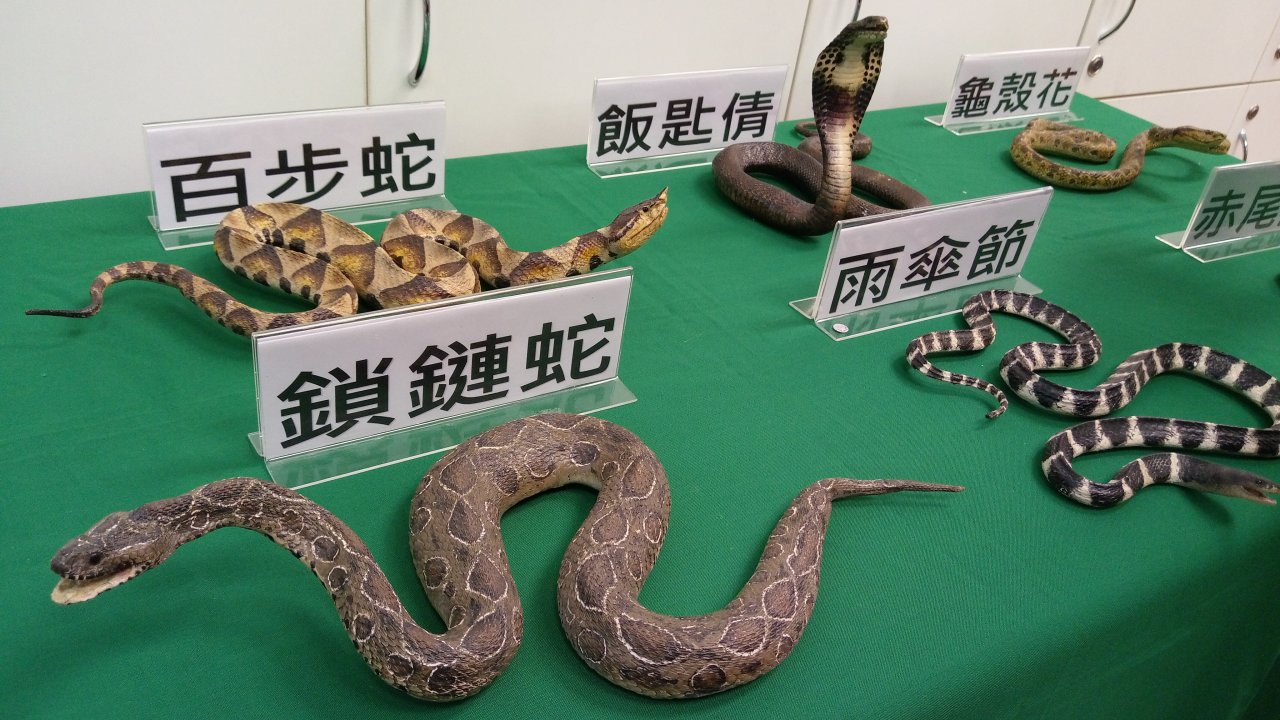 疾管署養6大毒蛇產血清 也教你認蛇種