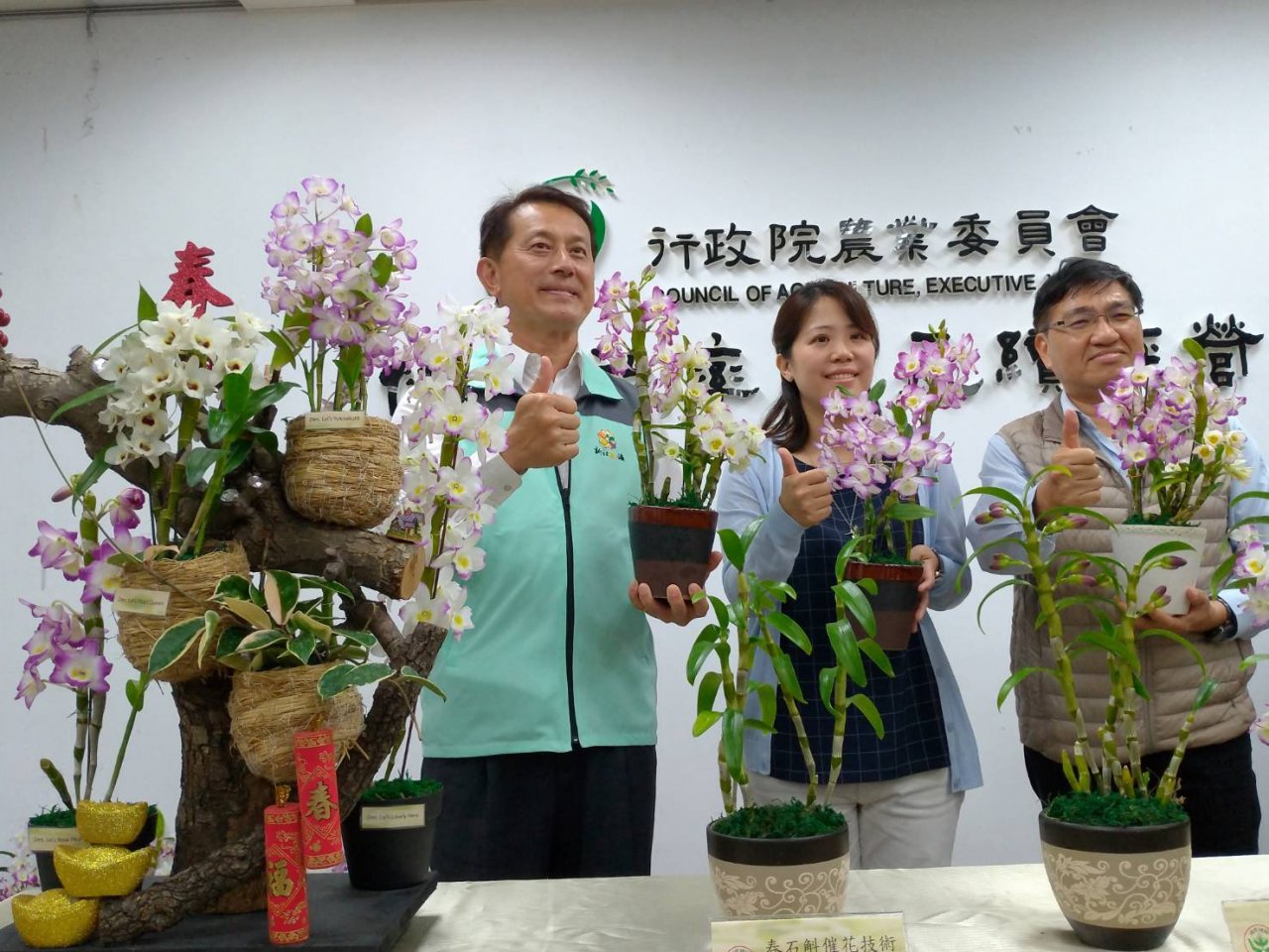 不用再等冷天 催花技術大躍進春石斛蘭終年可開花