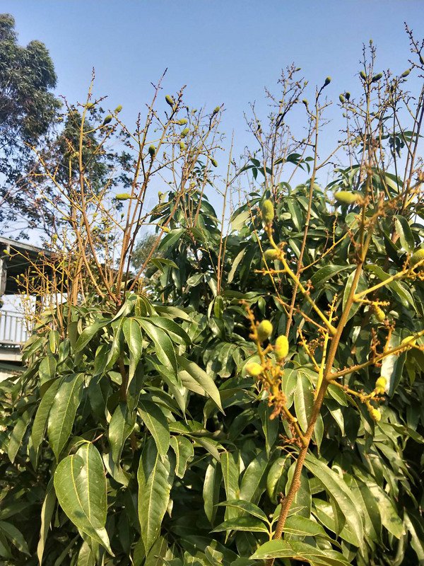 暖冬不雨台灣蜂蜜及荔枝產量銳減 近半世紀首見