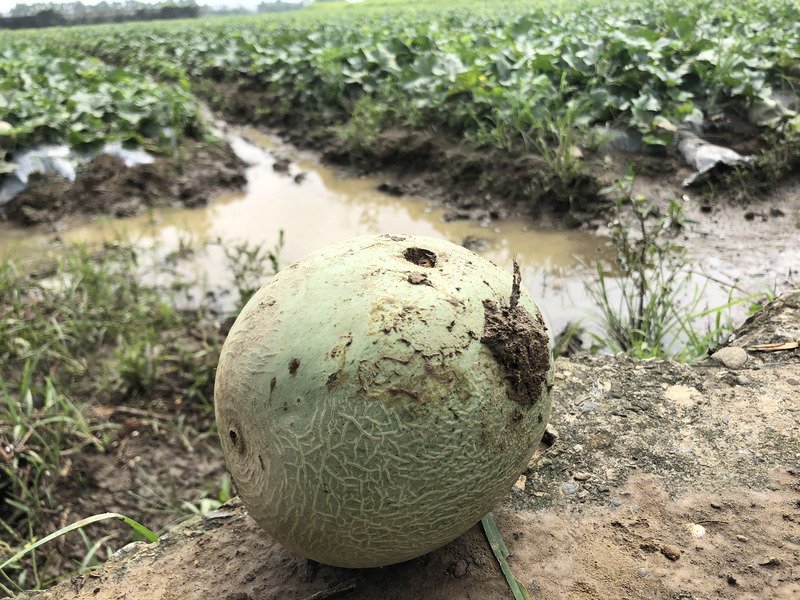517豪雨農損8千萬元 農委會公告救助