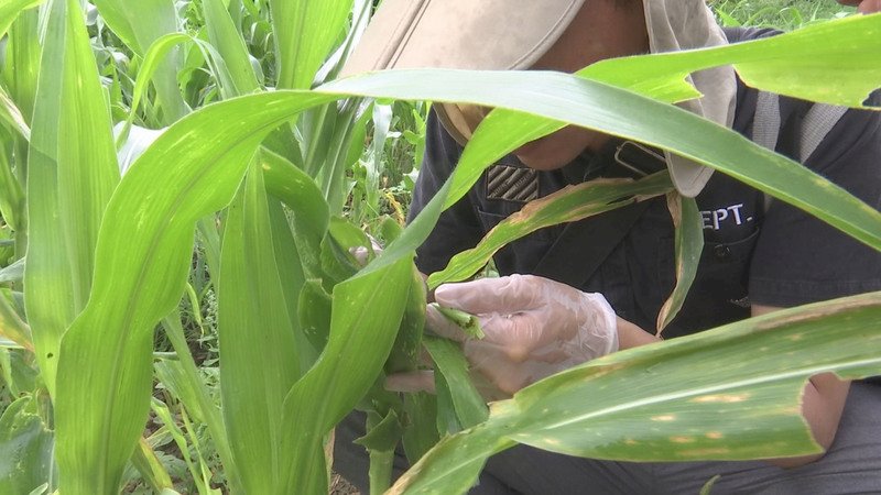 秋行軍蟲疑現蹤苗栗 待檢驗確認