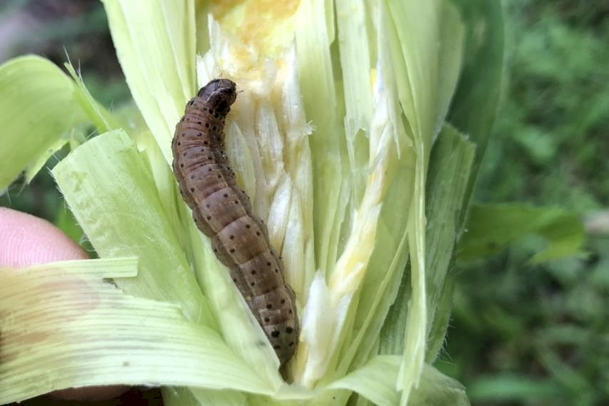 秋行軍蟲肆虐中國逾半省份 威脅糧食安全