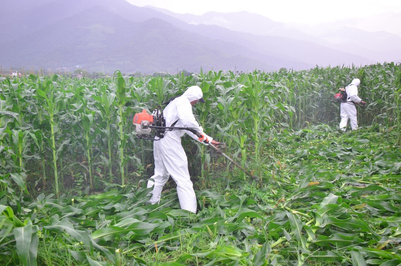 秋行軍蟲確認入侵屏東 全台總計達52例