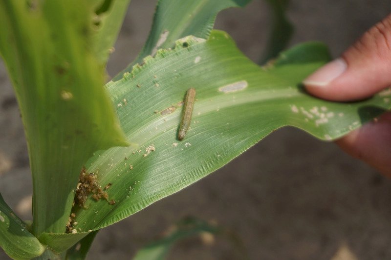 秋行軍蟲防治2年多見效 7月起自主管理無需通報