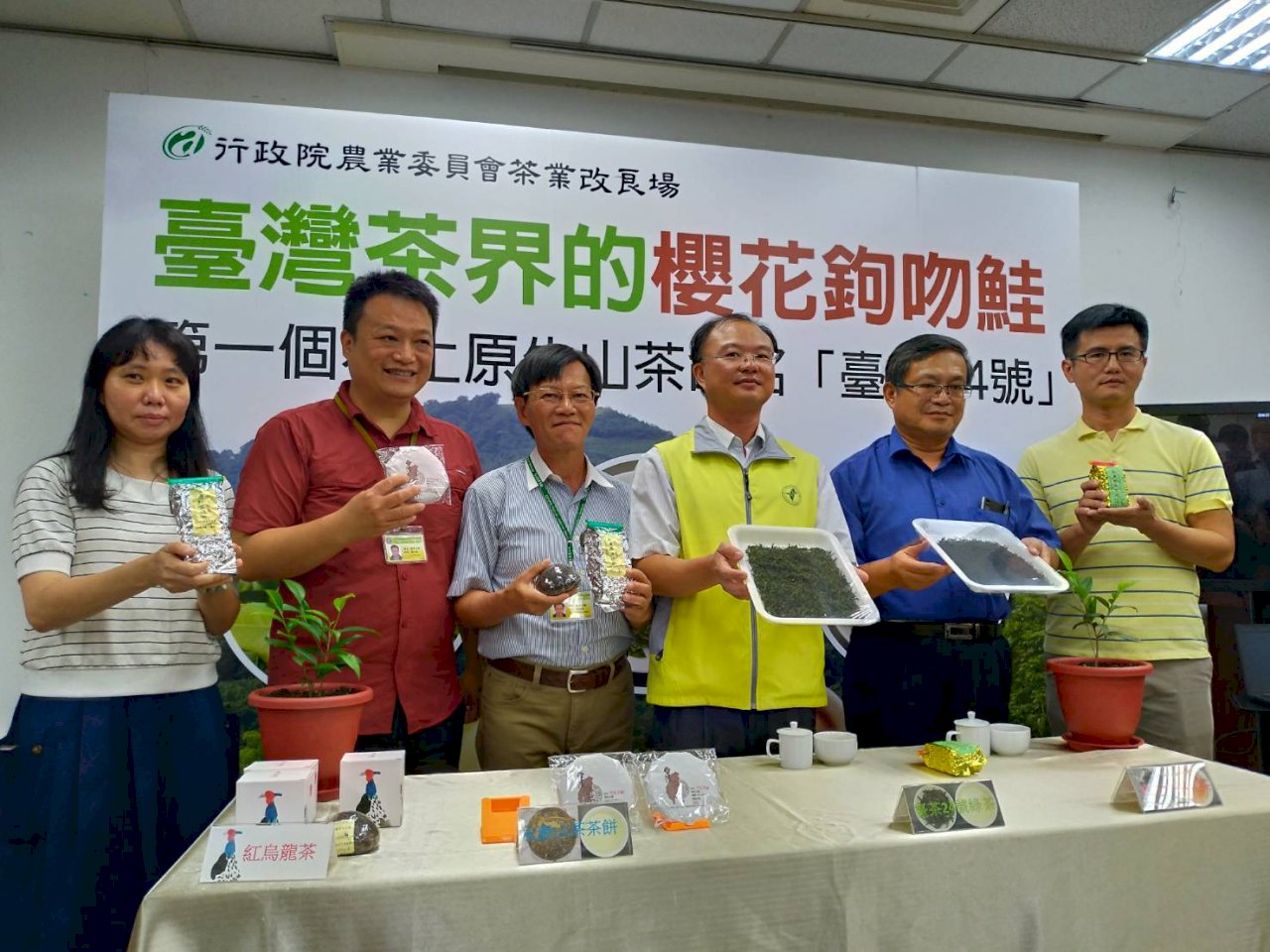 台灣第一個本土原生山茶誕生 萬年孕育菇蕈、杏仁香