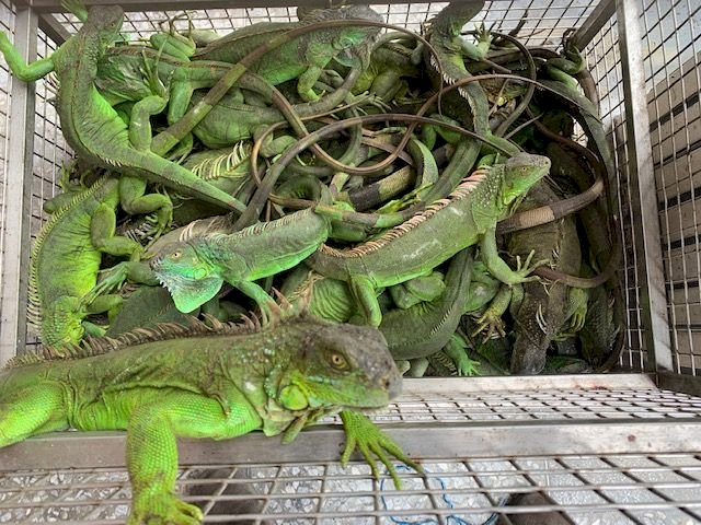 美洲綠鬣蜥恐危害生態 飼養須登記且不得繁殖