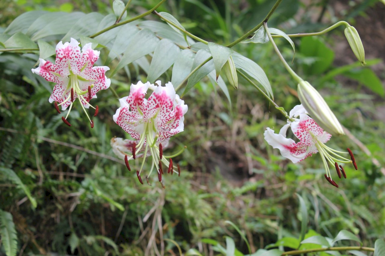 台灣特有種「豔紅鹿子百合」復育有成