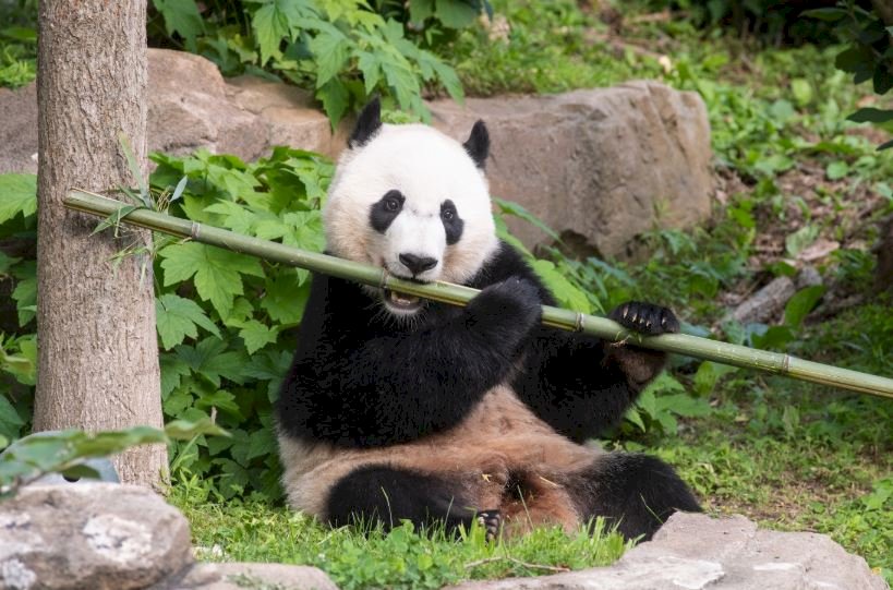 掰掰貝貝 4歲明星貓熊將告別華府動物園