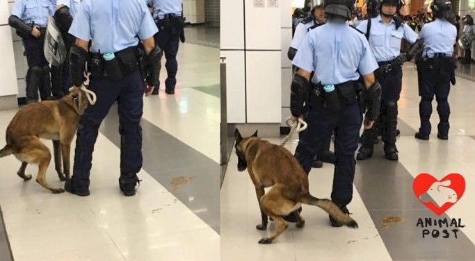 港警帶警犬處理示威 關注團體：虐待動物