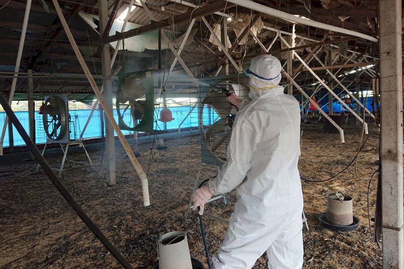 台南土雞場傳H5N1禽流感  &nbsp;撲殺1萬8千隻