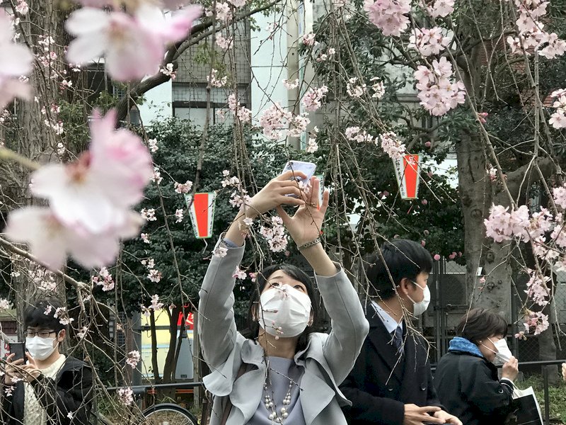 不畏疫情 東京賞櫻景點遊人如織