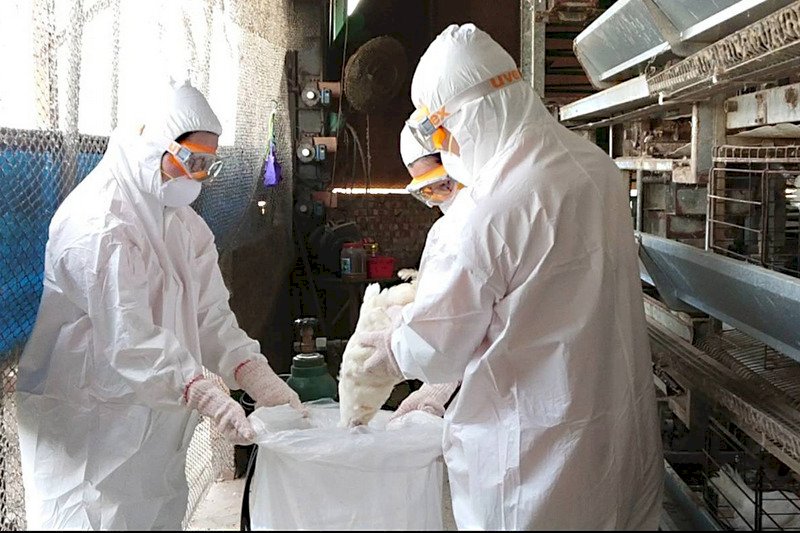 台南鹽水傳禽流感 &nbsp;雞場撲殺逾8600隻
