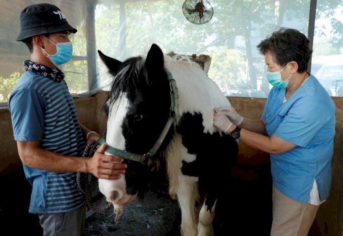 防非洲馬瘟侵襲 泰國為馬匹接種疫苗