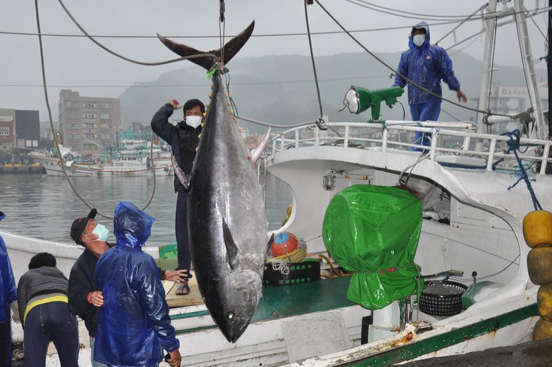 蘇澳船捕獲200公斤黑鮪魚  待7日返港鑑定第一鮪